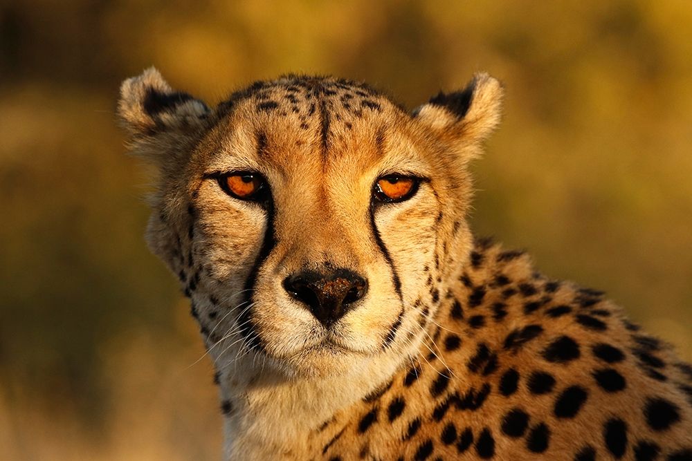 Kenya-Masai Mara National Reserve Cheetah close-up at sunset